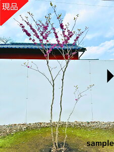 yizniYIE ԑhF 1.7-2.0m(܂܂jc Ԗ   A t t؁yz