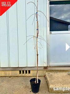 �y���i�����z���}����� �Z���_�C�V�_���U�N�� ����1.7-1.9m(���ꂩ��) 7�� ������̖� �L�O�� �V���{���c���[ �c�� �Ԗ� ��� �A�� ���t�� ���t��؁y���������z