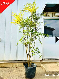 �y���i�����z�V���i���e�� ����V ����1.8-2.5m(���ꂩ��j10-12���|�b�g �c�� �c ���N�� �V���{���c���[ ��� �A�� ��Ύ� ��΍��؁y���������z