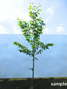 �_�㏌��(�W���_�C�A�P�{�m�U�N��) ����2.0m�O��(�����܂܂�) ������̃\���C���V�m ����g�� ���̕c�� ������̕c�� �V���{���c���[ ��� �A�� ���t�� ���t����