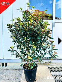 【現品発送】常緑ガマズミビバーナム ティヌス 高さ1.0-1.4m(鉢底から) 8-9号 ジョウリョクガマズミ 苗木 苗 雑木 庭木 植木 常緑樹 常緑低木