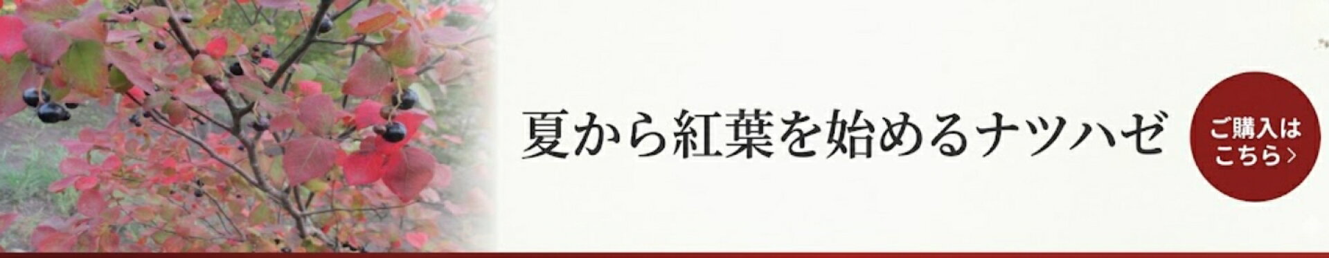 ナツハゼ