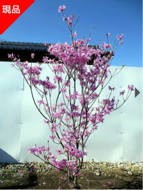 【現品発送】ミツバツツジ 紫花樹高1.8-2.0m(根鉢含まず）花木 庭木 植木 落葉樹 落葉低木【送料無料】