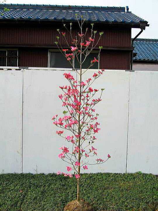 楽天市場 来春の花芽あり ハナミズキ ピンク花樹高2 0前後 根鉢含まず 花水木 シンボルツリー ピンク 庭木 植木 落葉樹 落葉高木 送料無料 ぐりーんぐりーん