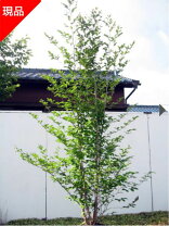 楽天市場】シャラ 株立の通販