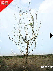 �y���i�����z�_���~�i�E�������E�o�C�j����1.4-1.6m(�����܂܂�) �c�� �c �~�̖� �E���̖� �V���{���c���[ ��� �A�� ���t�� ���t���؁y���������z