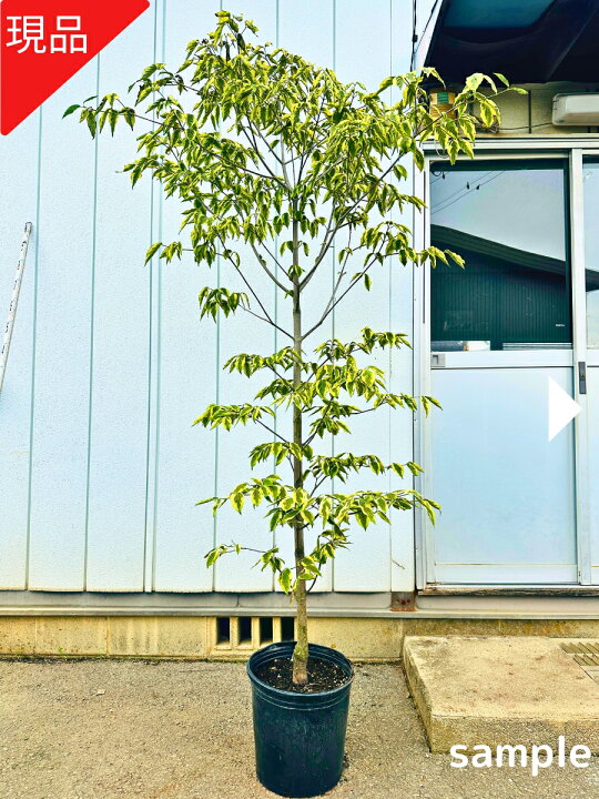楽天市場】【現品発送】斑入りハイブリッドハナミズキ 彩(イロドリ 