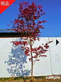 【現品発送】野村モミジ（ノムラモミジ）樹高2.1-2.3m(根鉢含まず) 紅葉 苗木 苗 シンボルツリー 接ぎ木 庭木 植木 落葉樹 落葉高木【送料無料】