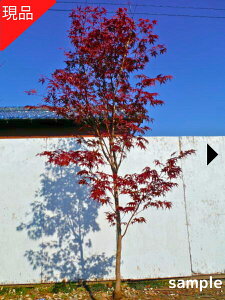 yGg[őSiP5{I 94 20:00`111:59܂Łzyiz쑺~Wim~Wj2.3-2.5m(܂܂) gt V{c[ ڂ  A t t؁yz