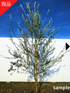 yizI[u̖(}Uj) 2.4m-2.6m(܂܂jI[u̕c V{c[  A Ύ ΍؁yz