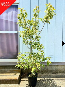 yizlOhJGf t~S mJGf 8-9 1.5-1.7m(ꂩ) c ZCEJGf gt V{c[  A t t؁yz
