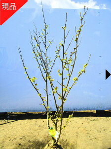 【現品発送】マンサク(満作、万作)黄花 樹高1.3-1.5m シンボルツリー 庭木 植木 雑木 落葉樹 落葉高木【送料無料】