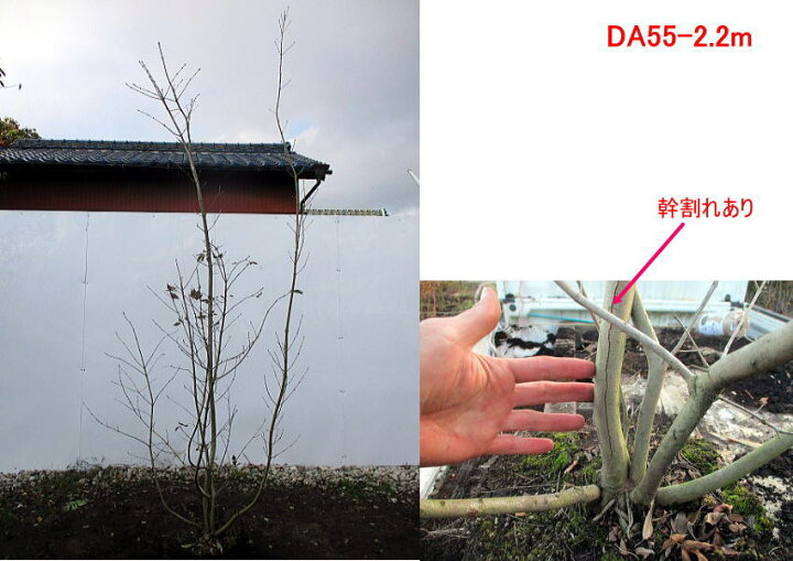 楽天市場 現品発送 アオダモ樹高1 6 2 3m 根鉢含まず シンボルツリー 庭木 植木 落葉樹 落葉高木 送料無料 ぐりーんぐりーん