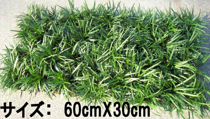 1000円クーポン付 マット マットプランツ 8枚 花 植物 タマリュウ 0 5平米 25cm 25cm