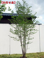 エゴノキ 株立ち 樹高2.0m前後(根鉢含まず）白花 エゴの木 シンボルツリー 雑木 庭木 植木 落葉樹 落葉高…