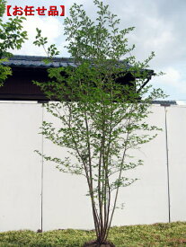 エゴノキ 株立樹高2.0m前後(根鉢含まず）シンボルツリー　庭木　植木　落葉樹　落葉高木【送料無料】