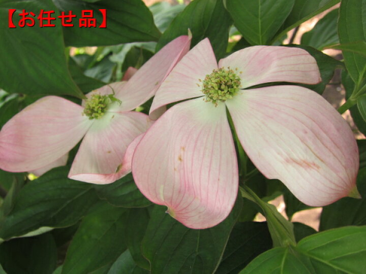 楽天市場 ステラピンク ハイブリッドハナミズキ 樹高2 5m 根鉢まず シンボルツリー 庭木 植木 落葉樹 落葉高木 送料無料 ぐりーんぐりーん