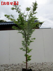 イロハモミジ 単木 樹高1.8m以上(根鉢含まず） シンボルツリー 伊呂波紅葉 庭木 植木 落葉樹 落葉高木【送料無料】