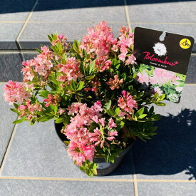 楽天市場 鉢植え 花 種類 植物 ツツジ の通販
