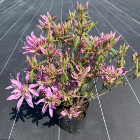 楽天市場 植木 種類 植物 ツツジ ガーデニング 農業 花 ガーデン Diy の通販 楽天市場 植木 種類 植物 ツツジ ガーデニング 農業 花 ガーデン Diy の通販