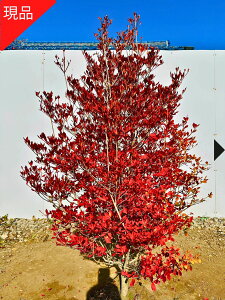 yizhE_ccW() 1.3m-1.4m(܂܂) VUP Ԗ  A t t؁yz