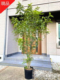 【現品発送】シマトネリコ 10号 樹高2.5-2.8m(鉢底から) 株立ち シンボルツリー 庭木 植木 常緑樹 常緑高木 送料無料