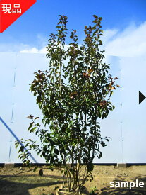 【現品発送】ソヨゴ メス株 株立ち 樹高1.7−1.9m(根鉢含まず）苗木 苗 シンボルツリー モチノキ科 庭木 植木 目隠し 常緑樹 常緑高木