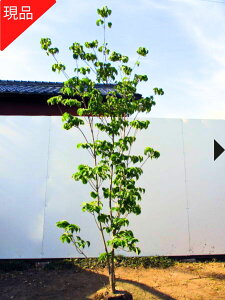 yGg[őSiP5{I 94 20:00`111:59܂Łzyiz}{EV( QyC) A2F炫 1.4-1.6m(܂܂jR@t 炫 V{c[  A t 