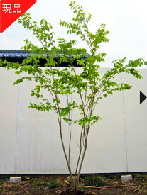 【現品発送】ツリバナ 株立ち 樹高1.8-2.2m(根鉢含まず）シンボルツリー 庭木 植木 落葉樹 落葉高木【送料無料】