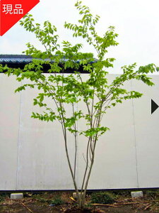 yGg[őSiP5{I 94 20:00`111:59܂Łz[X[p[Z[10%OFF]yizcoi  1.8-2.1m(܂܂j݂ ΂ c V{c[  A t t