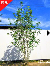 【現品発送】ヤマボウシ 株立ち 樹高1.9m-2.2m(根鉢含まず）白花 苗 苗木 山法師 シンボルツリー 庭木 植木 雑木 落葉樹 落葉高木