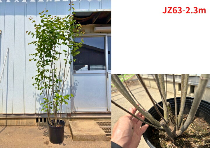 楽天市場】【現品発送】ジューンベリー 株立ち 10号 樹高2.2-2.4m(鉢底 