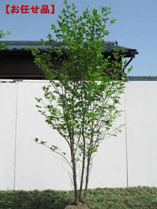 楽天市場 シャラノキ 夏椿 ナツツバキ 株立 樹高2 0m前後 根鉢含まず シンボルツリー 庭木 植木 落葉樹 落葉高木 送料無料 ぐりーんぐりーん