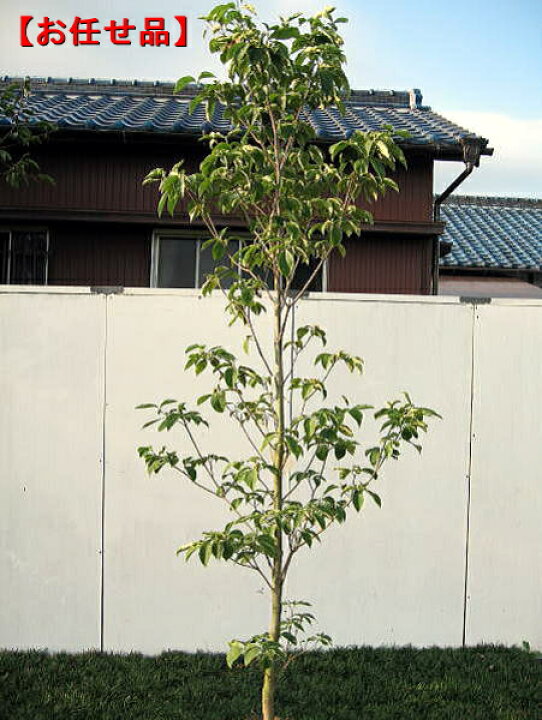 楽天市場】【開花中】ハナミズキ 白花 樹高2m以上(根鉢含まず) 苗木 