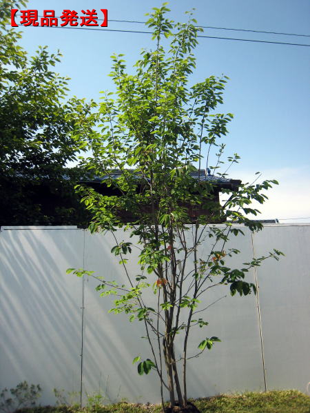 楽天市場】【現品発送】ジューンベリー樹高2.3-2.7m(根鉢含まず