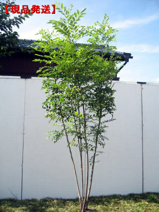 楽天市場 現品発送 シマトネリコ樹高1 8 2 1m 根鉢含まず 株立 シンボルツリー 庭木 植木 常緑樹 常緑高木 送料無料 ぐりーんぐりーん
