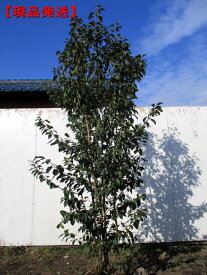楽天市場 常緑樹 高木の通販