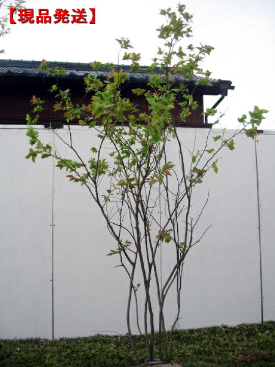 楽天市場 現品発送 ナツハゼ 株立樹高1 5 1 9m 根鉢含まず シンボルツリー 庭木 植木 落葉樹 落葉高木 送料無料 ぐりーんぐりーん