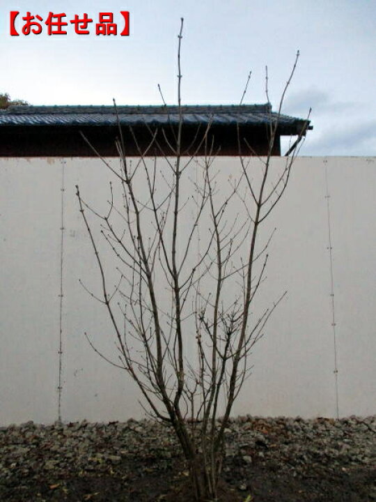 楽天市場 アオダモ 本株立樹高1 6m前後 根鉢含まず シンボルツリー 庭木 植木 落葉樹 落葉高木 送料無料 ぐりーんぐりーん