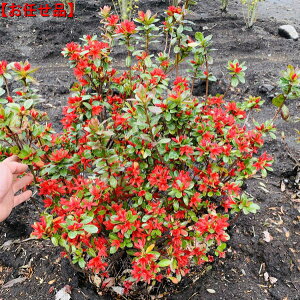 キリシマ ツツジ 盆栽 植木の人気商品 通販 価格比較 価格 Com