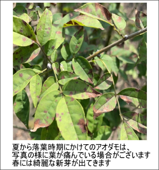 楽天市場 現品発送 アオダモ樹高1 6 2 3m 根鉢含まず シンボルツリー 庭木 植木 落葉樹 落葉高木 送料無料 ぐりーんぐりーん