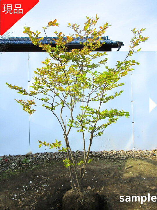 楽天市場】【現品発送】ナツハゼ 株立ち 樹高1.4-1.6m(根鉢含まず) 夏 