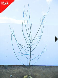 yiz썂~ iREE 2.2-2.4m(܂܂j~̕c ߂̖ c Ԗ  A V{c[ t t