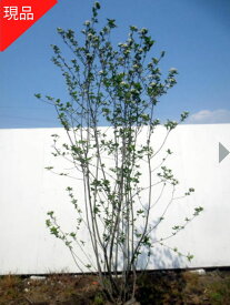 【現品発送】アロニア(チョコレートベリー) 株立ち 樹高1.2-1.5m(根鉢含まず）チョコベリー チョークベリー 西洋カマツカ シンボルツリー 庭木 植木 落葉樹 落葉高木【送料無料】