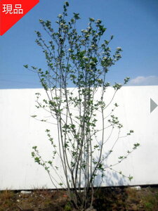 yizAjA(`R[gx[)  1.2-1.5m(܂܂j`Rx[ `[Nx[ mJ}cJ V{c[  A t t؁yz