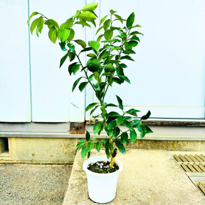 ゆず盆栽 柚子 樹高約42cm （楽天市場】【実付き】ユズ（柚子）の苗木 