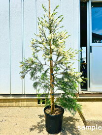 スノーインサマー ティーツリー 8号 樹高1.5m前後(鉢底から）メラレウカ 苗木 苗 オージープランツ シンボルツリー 庭木 植木 常緑樹 常緑高木【送料無料】