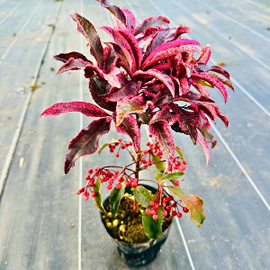 yX[p[SALE10%OFFzytz(}E) gE(xjNWN)yz30cmO(ꂩ)  A VF[hK[f tC}E 4(12cm)|bg PVP o^i  A