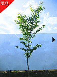 yiz\CVm g ̕c 1.8-2.1m(܂܂) ̕c V{c[  A t t