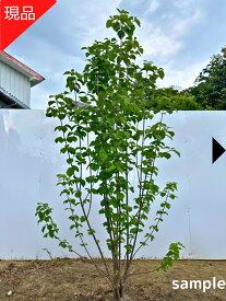 【現品発送】ガマズミ 高さ1.7m-2.4m(根鉢含まず) 苗木 苗 雑木 庭木 植木 落葉樹 落葉低木